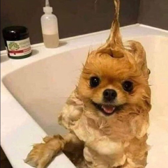 Meet your Posher, Thea - Picture 2 of 2